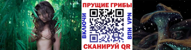 Псилоцибиновые грибы Cubensis  Алупка 